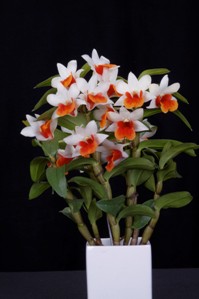 Dendrobium Jiaho Candy Popping Pumpkin AM/AOS 83 pts. Plant